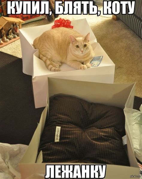 Купи коту коробку... | Пикабу
