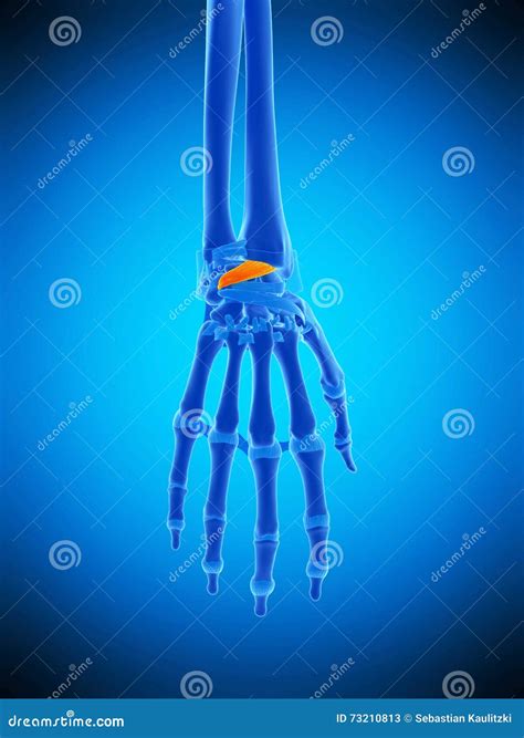 The Dorsal Radiocarpal Ligaments Stock Illustration - Illustration of ...