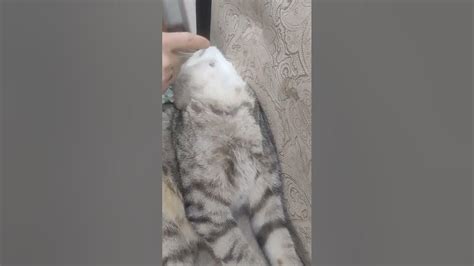 балдежка-котик - YouTube