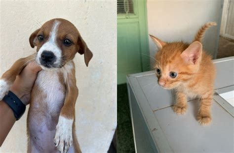 Feira Pet do Tivoli terá seis cães e quatro gatos disponíveis para