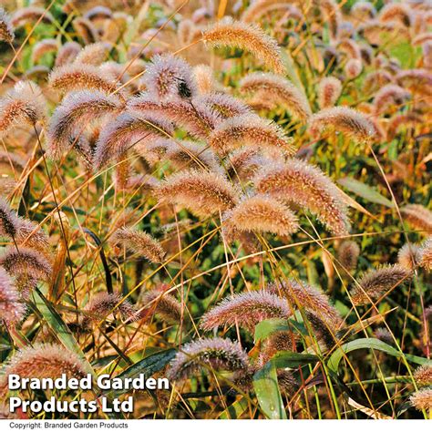 Setaria Viridis Caramel Seeds Thompson And Morgan