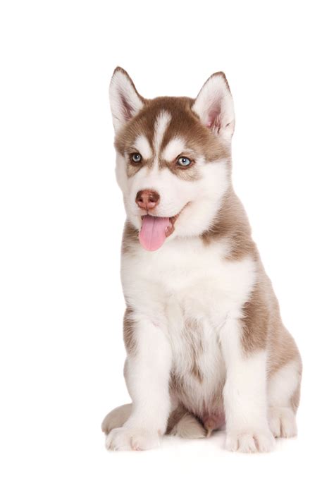 Adorable Brown Siberian Husky Puppy