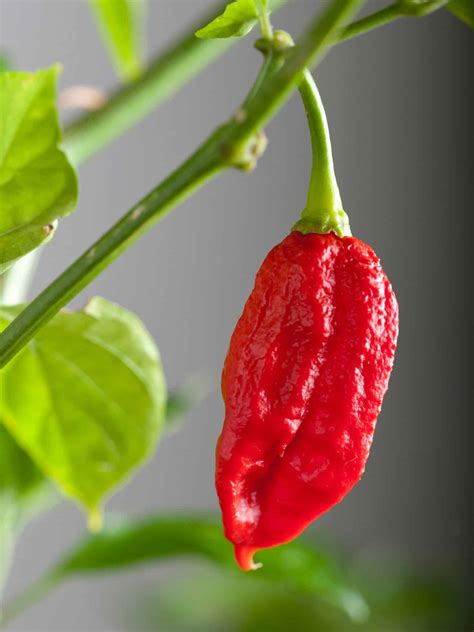 When To Plant Peppers: 11 Best Garden Zones For Chiles (+ Seed Planting