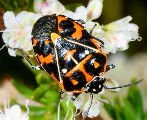 Harlequin Bug Murgantia Histrionica Bugguide Net