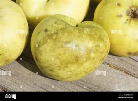 Malus Domestica Weisser Wintertaffetapfel Gloeodes Pomigena Sooty