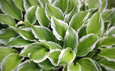 Садовое растение хоста на дачном участке - обои для рабочего стола ...