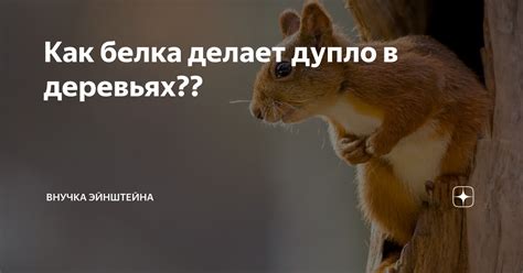 Как белка делает дупло в деревьях?? | Внучка Эйнштейна | Дзен