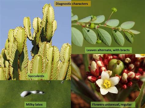 Factsheet Euphorbiaceae