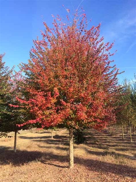 maple trident  cofers home garden