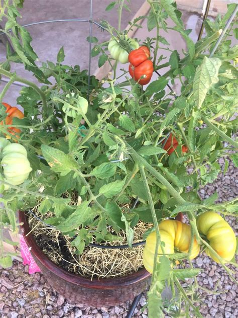 Beefsteak Tomato Plant Height