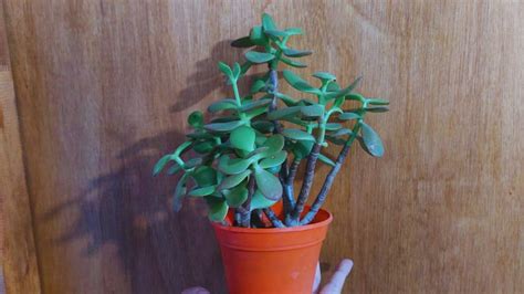 2 trucos infalibles para engrosar el tallo de tu árbol de jade Chismecito