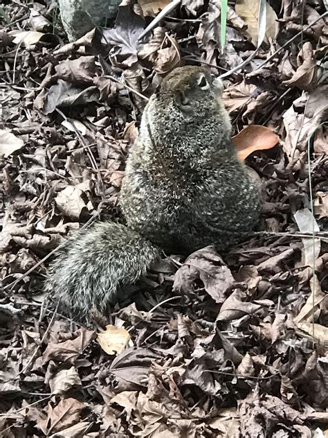 Fat Squirrel Compilation Rucsc