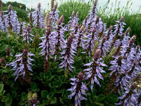 Plectranthus Neochilus Growwild