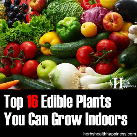 Top 16 Edible Plants You Can Grow Indoors Herbs Health Happiness