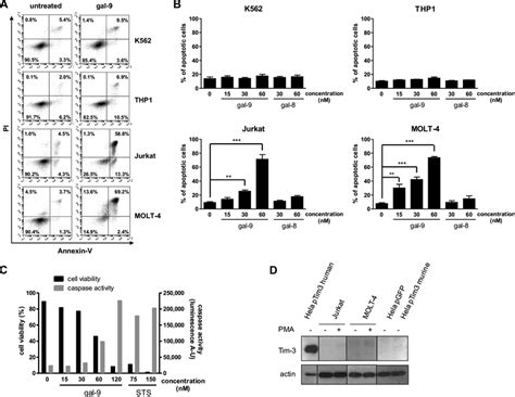 Differential Induction Of Apoptosis By Gal In Lymphoid T Cells And