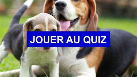 Test de personnalité Quel chien est fait pour toi