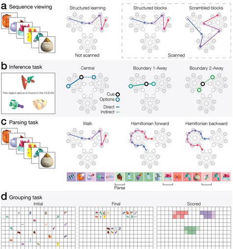 (a) Participants first viewed structured sequences of objects derived ...