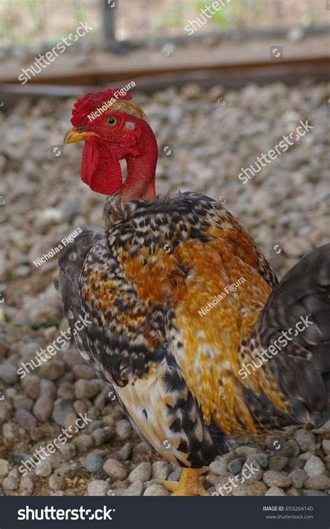 Majestic Bantam Naked Neck Chicken Turken Stock Photo