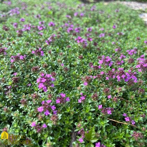 Thymus Praecox Coccineus Red Creeping Thyme From Home Nursery