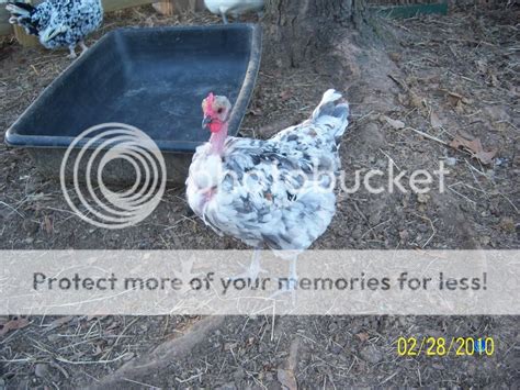 Naked Neck Turken Thread Page Backyard Chickens Learn How To Raise Chickens