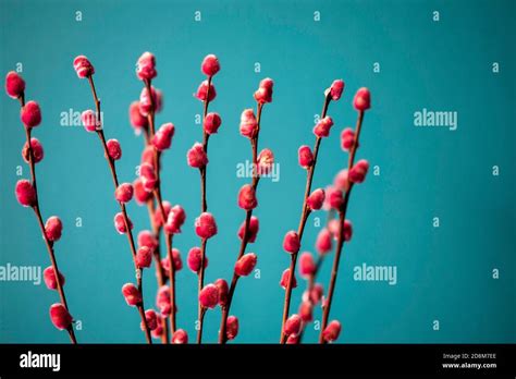 Pink Pussy Willow Stems Against Teal Background Stock Photo Alamy