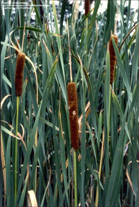 plantfiles pictures typha species broadleaf cumbungi bulrush