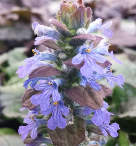 Ajuga Reptans Braunherz Farmyard Nurseries