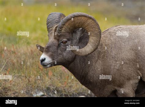 Big Horn Sheep Stock Photo Alamy