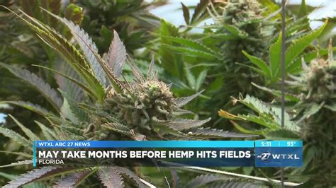 Growers Users Await Gov Desantis Signature On Hemp Bill