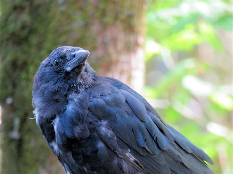 Crow 2 Free Stock Photo Public Domain Pictures
