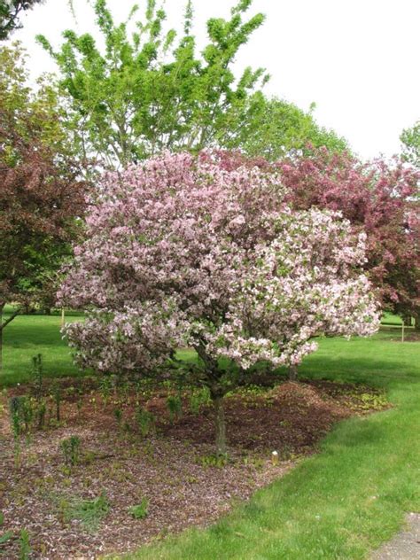 Native Crab Apple Tree Malus Sylvestris The Curious Bee Garden Nursery