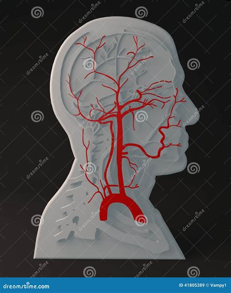 面动脉循环系统，部门经理 库存例证 插画 包括有 女主持人 男人 头脑的 器官 题头 教育 脖子 41805389