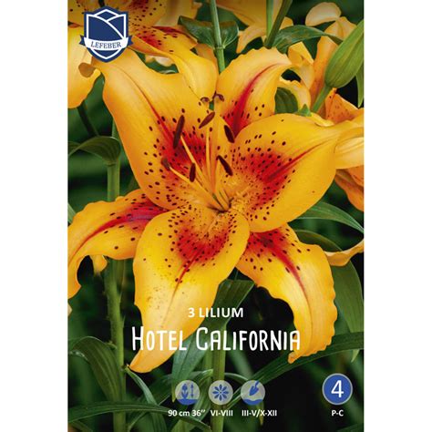 Лилия Отель Калифорния