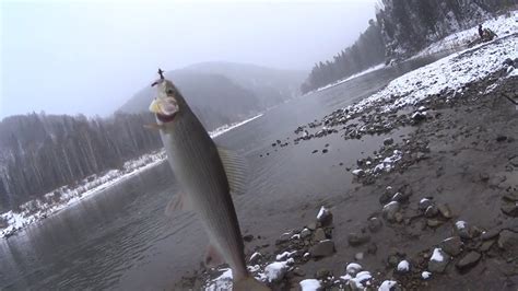 Рыбалка на реке Кия осенью. Хариус и ленок. Поплавок рулит. - YouTube