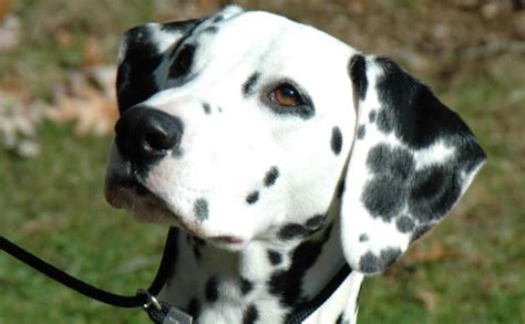 Dalmatian Dog Breed Lifespan Facts And Random Information