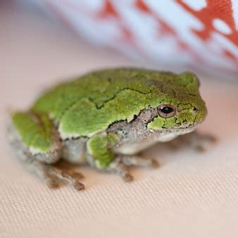 Premium Photo | Close up of a green frog at lake of the woods, ontario