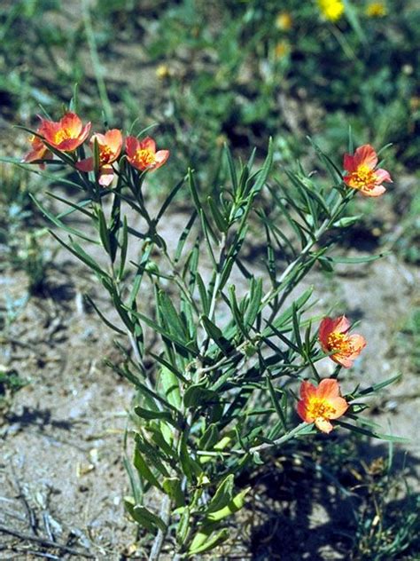 Phemeranthus Aurantiacus Orange Flameflower 15669 Seed Bank The