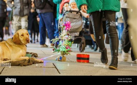 PRODUKTION 11 Dezember 2023 Hessen Frankfurt Main Ein Bettlerhund