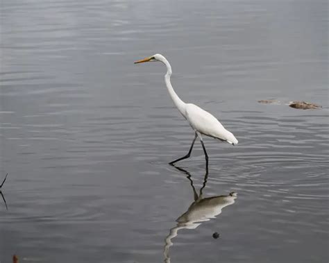 Eastern great egret - Facts, Diet, Habitat & Pictures on Animalia.bio