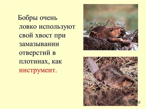 Презентация на тему: "Зачем бобру хвост?. Назовите 5 функций хвоста ...