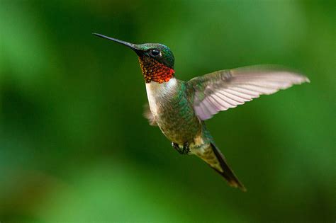 Its Time To Get Ready Hummingbirds Are Returning To Oklahoma