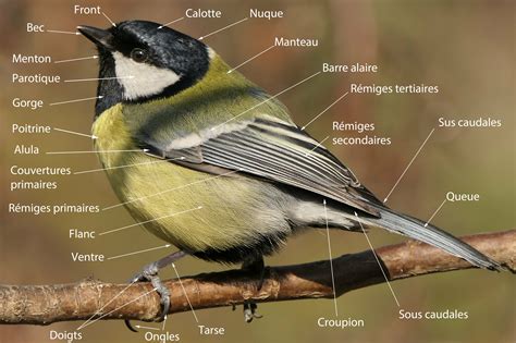Anatomie De Loiseau Plumage Et Parties Du Corps Passereaux Le