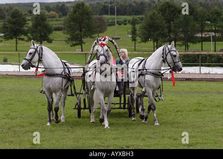 Traditional Russian troika horse-riding (carriage-and-three Stock Photo ...