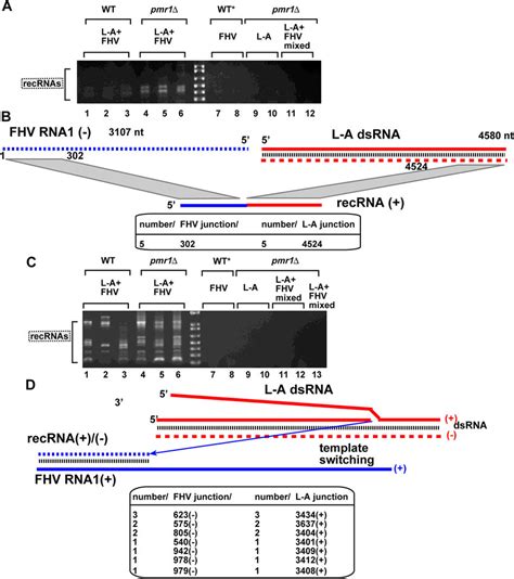 Characterization Of Interviral Recombinants Isolated From Yeast