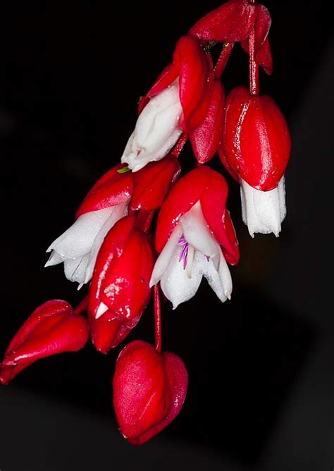 Sleeping tears: Fiji's national flower | Red and white flowers, Fiji ...