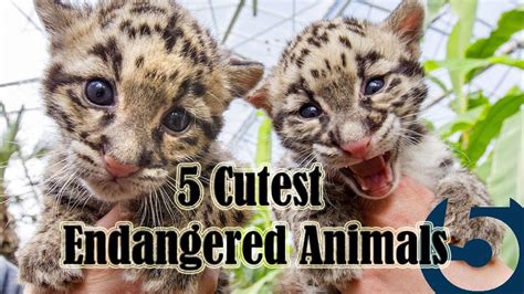 cute endangered animals harmony kingdom hippo google search