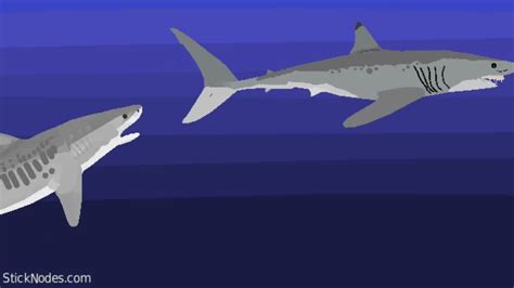 Mako Shark Vs Tiger Shark Youtube