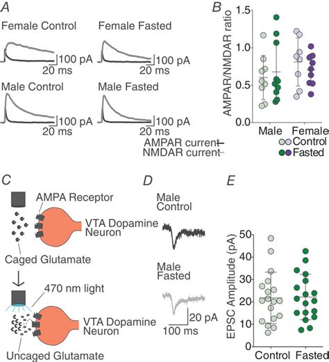 Sex Differences In The Effect Of Acute Fasting On Excitatory And