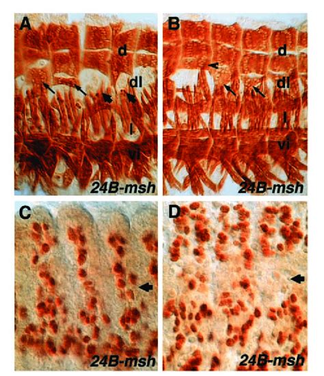 Defects In The Formation Of The Dorsolateral Muscles Caused By Ectopic