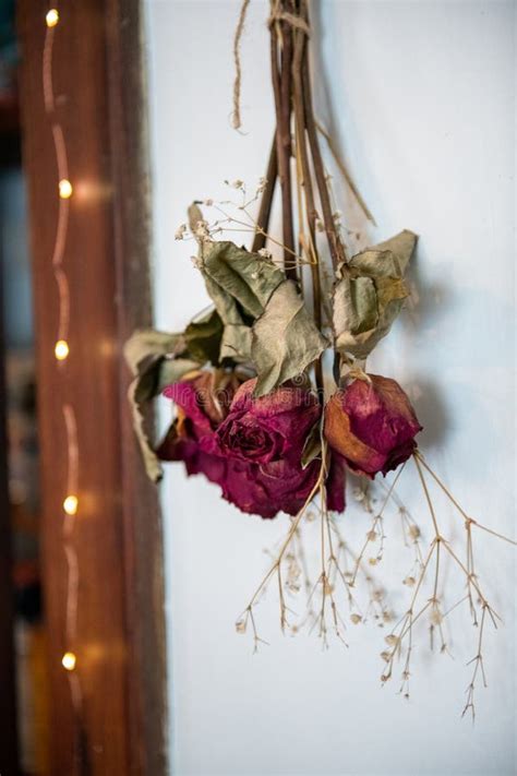 Roses Hanging Upside Down To Dry Stock Image Image Of Hanging